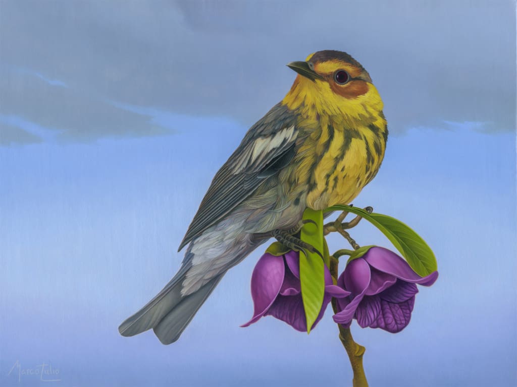 Marco Tulio Townsend's Warbler Ian Tan Gallery